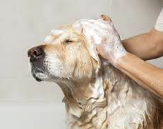 köpek duş hizmeti